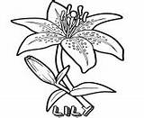 Flower Coloring Pages Lily sketch template