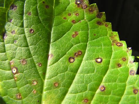 Leaf Spots May Mean A Fungal Disease Gardening In The Panhandle