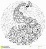 Peacock Coloring Adult Pages Zentangle Antistress Style Mandala Doodle Animals sketch template