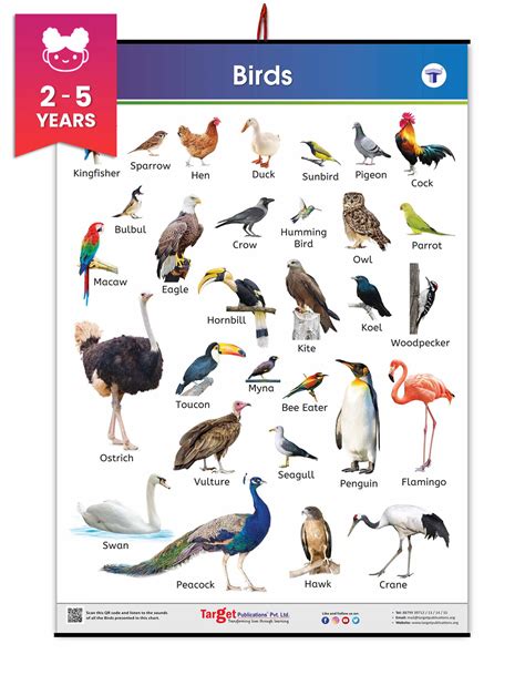 alphabetical list  birds ubicaciondepersonascdmxgobmx