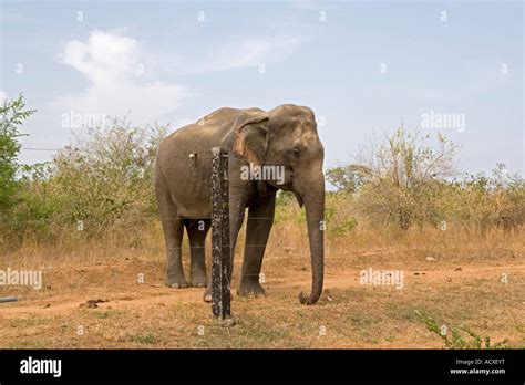 elephant  electric fence uda walawe national park sri lanka stock