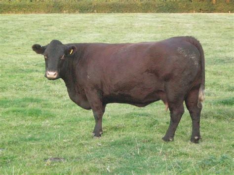 Sussex Cattle Wikipedia