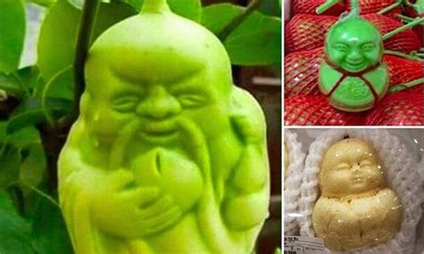 buddha shaped pear grown to look like the god of fortune becomes hot