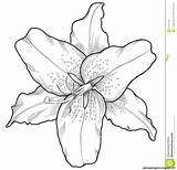 Lily Tiger Drawing Outline Flower Sketch Para Colorear Drawings Dibujos Water Beautiful Flores Engraving Style Coloring Vector Orquidea Tattoo Lilies sketch template