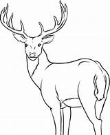 Deer Coloring Pages Buck Whitetail Male Printable Outline Drawing Colouring Kids Alpha Cute Hunting Adult Mule Antlers Chevreuil Dessin Face sketch template