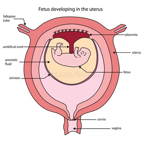 fully labeled diagram of fetus developing in the uterus stock vector