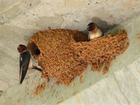 swallows invading  home      bird   llc