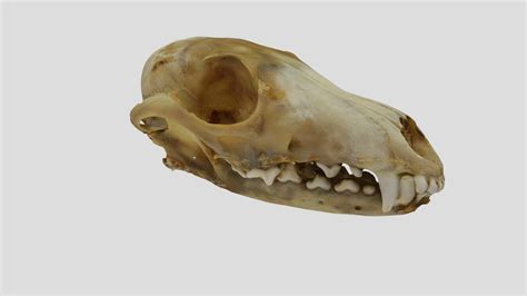 uwymv 5846 vulpes macrotis skull download free 3d model by
