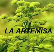 Afbeeldingsresultaten voor "artemisia Arcígera". Grootte: 191 x 185. Bron: www.pinterest.com