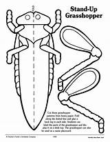 Grasshopper Insect Bug Insects Bugs Scholastic sketch template