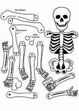 Skeleton Coloring Pages Human Anatomy Bones Bone Kids Color Axial Anatomical Drawing Head Heart Printable Skeletons Getcolorings Sheet Skull Pirate sketch template