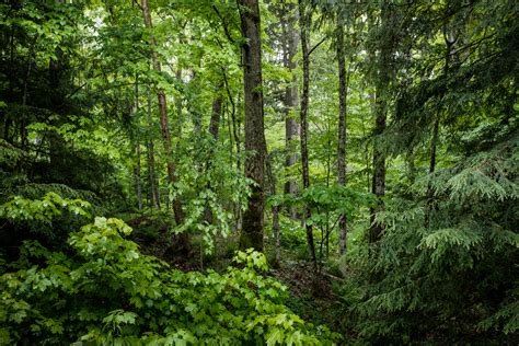 woodland creation     place  multiple benefit ciwem
