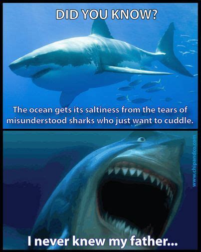 Best Funny Memes Shark Problems Featuring Bruce From