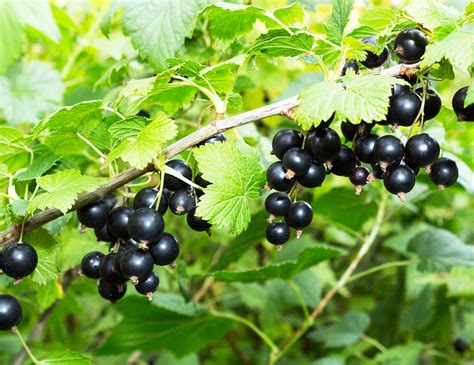 black currant fruit berries jam flowers britannica