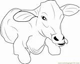 Coloring Cow Baby Pages Cows Printable Coloringpages101 Color Kids Print Colouring Cartoon Choose Board Sheets sketch template