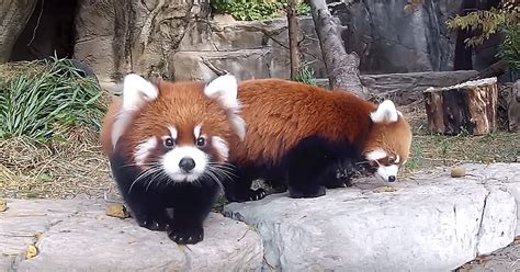 Puiul De Panda Roşu Vede Camera Video Care îl Filma Ce Face în