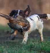 Billedresultat for World Dansk Fritid Husdyr hunde racer stående Jagthunde Breton. størrelse: 175 x 185. Kilde: www.netnatur.dk