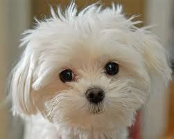 cute maltese puppy maltese photo  fanpop