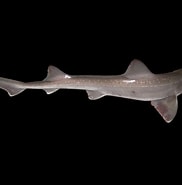 Afbeeldingsresultaten voor "mustelus Asterias". Grootte: 182 x 185. Bron: www.sharkwater.com