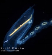 Afbeeldingsresultaten voor "cyclosalpa Danae". Grootte: 176 x 185. Bron: www.oceanlight.com