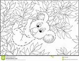 Koala Coloring Eucalyptus Illustration Book Bear Outline Pages Branch Hanging Royalty Dreamstime Designlooter Stock Template Vector sketch template