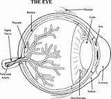 Coloring Eye Anatomy Pages Human Printable Physiology Eyeball Color Diagram Parts Eyes Label Care Getcolorings Ear Kids Getdrawings Book Key sketch template