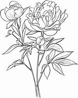 Peony Coloring Pages Drawing Flower Paeonia Officinalis European Common Supercoloring Printable Line Peonies Flowers Outline Color Pivoine Japanese Coloriage Category sketch template