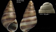 Afbeeldingsresultaten voor "cingula Trifasciata". Grootte: 183 x 106. Bron: www.museubiodiversidade.uevora.pt