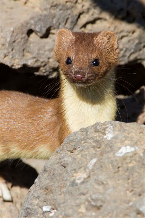 long tailed weasel anewscafecom