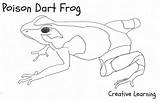 Dart Poison Frogs Grenouille Coloriages sketch template