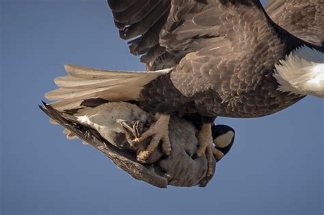 american bald eagle talons  goose  scale rinterestingasfuck