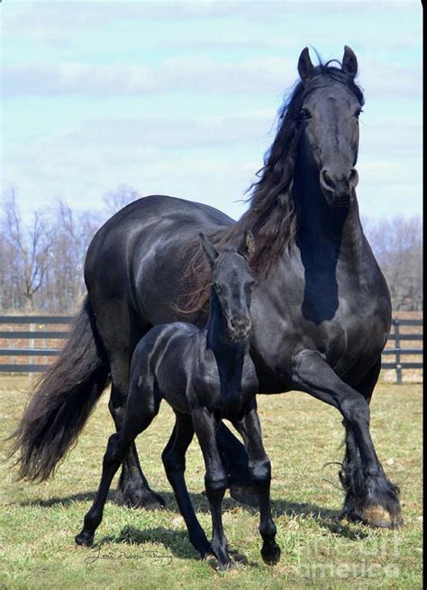 friesian baby horses horses percheron horses