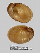 Image result for "otina Ovata". Size: 141 x 185. Source: www.nmr-pics.nl