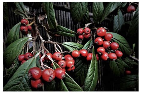 rote fruechte foto bild pflanzen pilze flechten jahreszeiten winter bilder auf fotocommunity