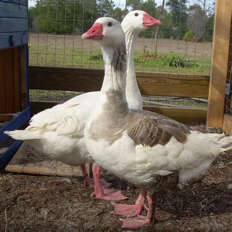 images  geese breeds  pinterest raising argentina  emperor