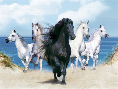 wallpaper backgrounds wallpaper  horses