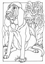 Bloodhound Coloring Pages Designlooter Edupics Printable Large sketch template
