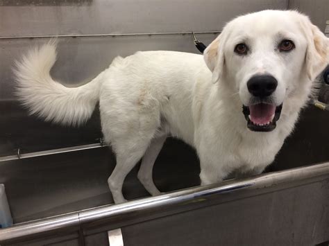 great pyrenees lab mix great pyrenees dog pictures borzoi dog