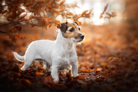 Jack Russell Terrier Hd Wallpaper Background Image