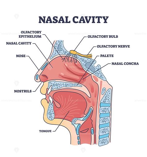 nasal cavity anatomy  medical nose parts description outline diagram labeled educational