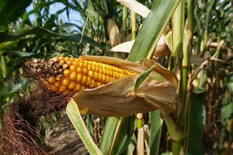 organic maize farming cultivation practices corn agri farming