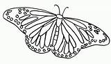 Kolorowanki Motyle Owady sketch template