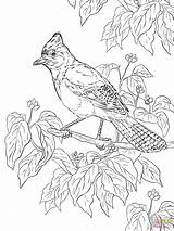 Coloring Pages Realistic Jay Printable Bird Birds Steller Adult Colouring Color Officer Buckle Drawing Supercoloring Gloria Template Choose Board Coloringbay sketch template