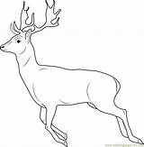 Deer Running Coloring Pages Clipart Drawing Tailed Coloringpages101 Colouring Color Kids Printable sketch template