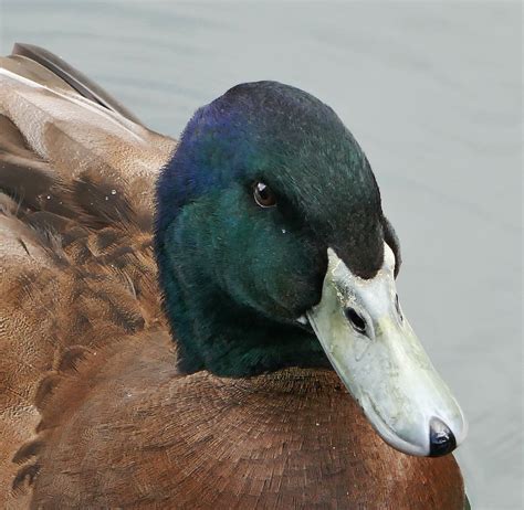 duck face carolinejay blipfoto