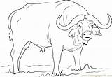 Coloring Syncerus Caffer Buffalo Pages Coloringpages101 sketch template
