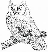 Coloring Pages Owl Prey Birds Horned Great Drawing Getcolorings Burrowing Snowy Getdrawings Print Color sketch template