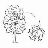 Coloring Pages Maple sketch template