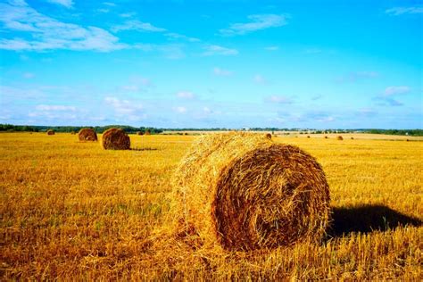 haystack stock photo image  straw horizon landscape