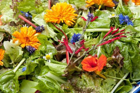 Salade De Jardin Avec Les Fleurs Mangeables Photo Stock Image Du